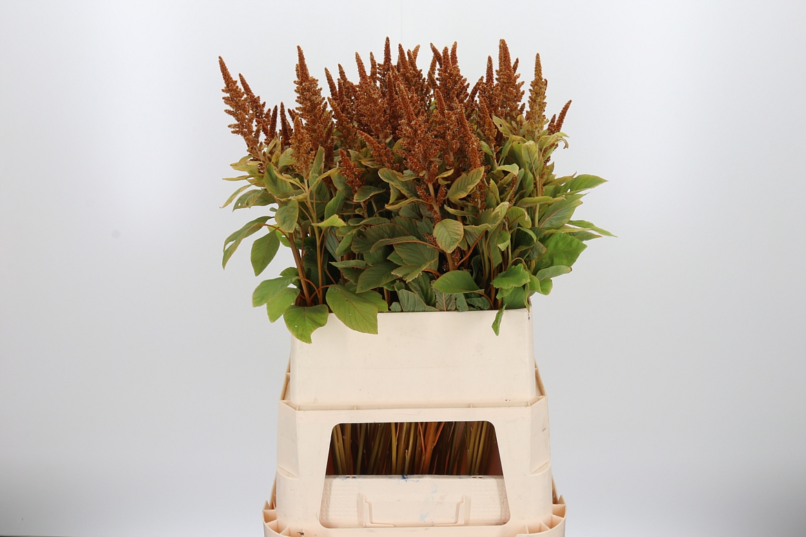 Amaranthus Cruentus Hot Biscuits 80cm