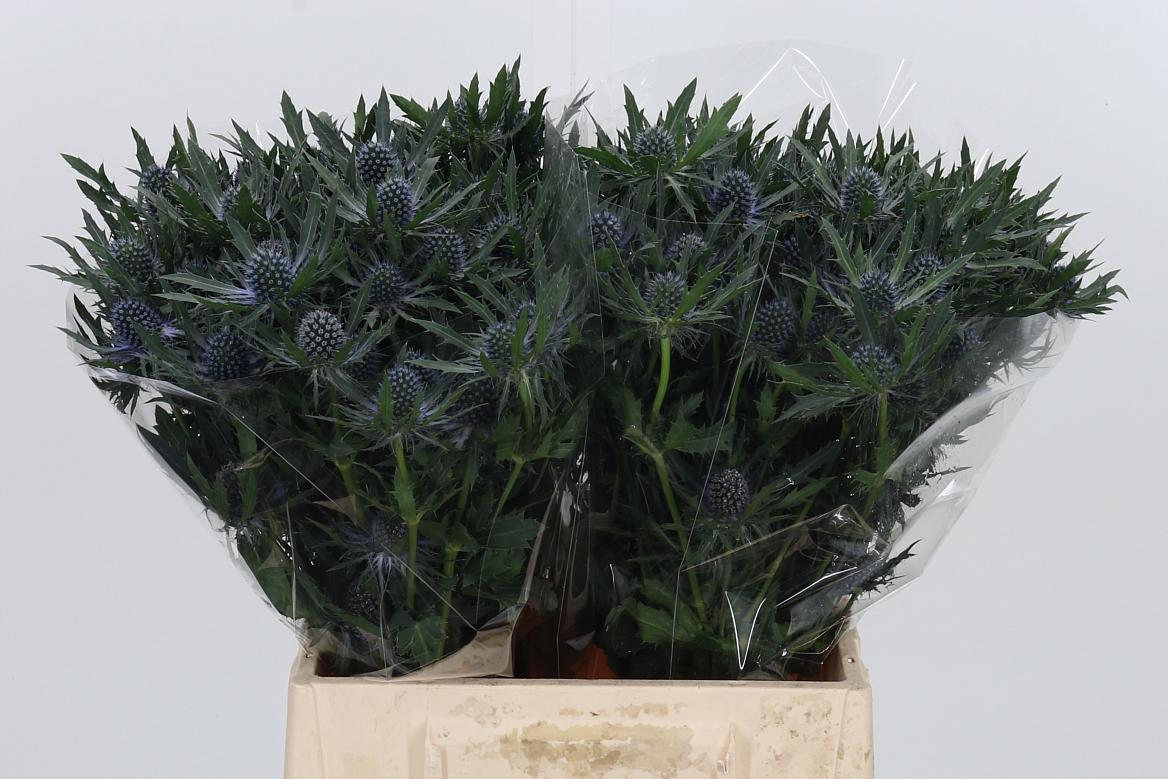 Eryngium Orion Questar 40cm