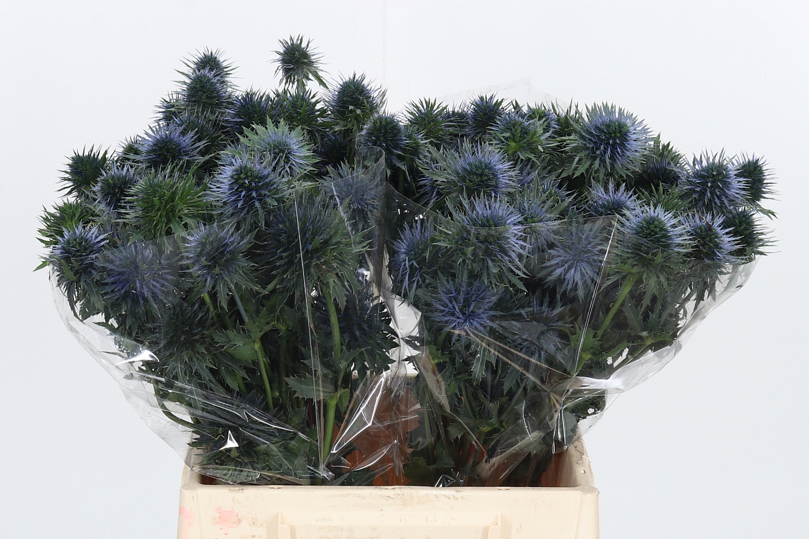 Eryngium Alpinum Scorpius Questar 40cm
