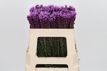 Liatris Spicata