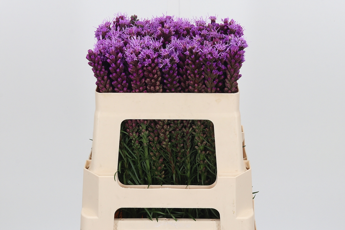 Liatris Spicata 50cm