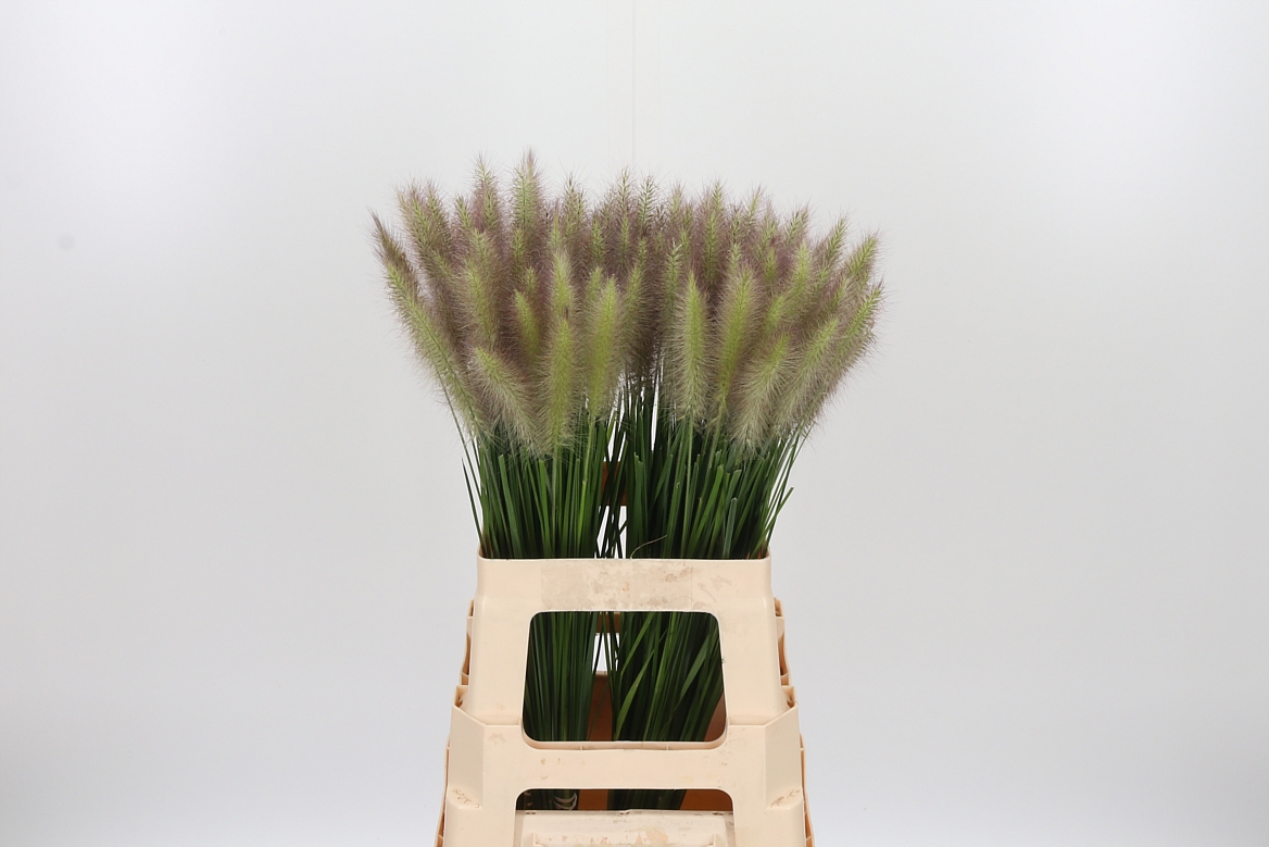 Pennisetum Blondie 65cm