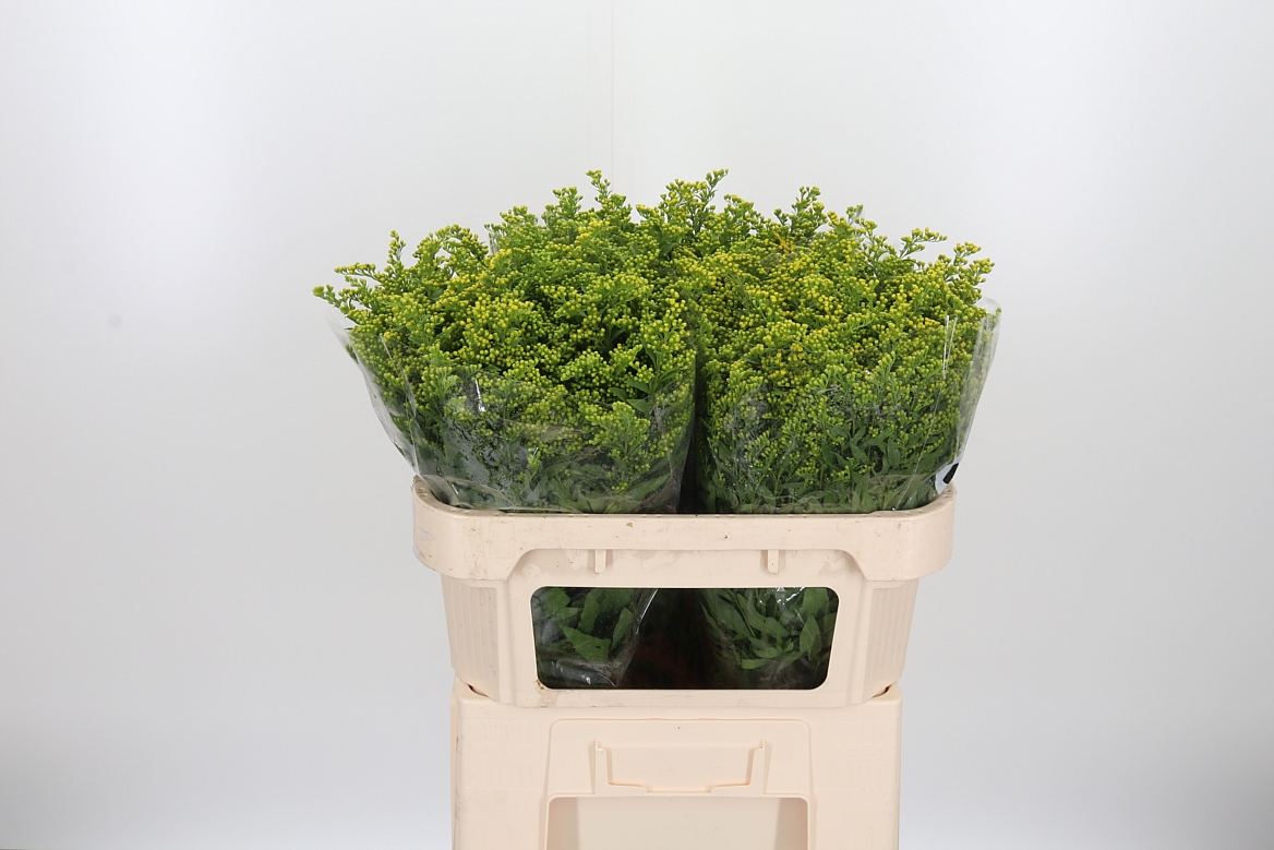 Solidago Carzan Glory 70cm 40gr.