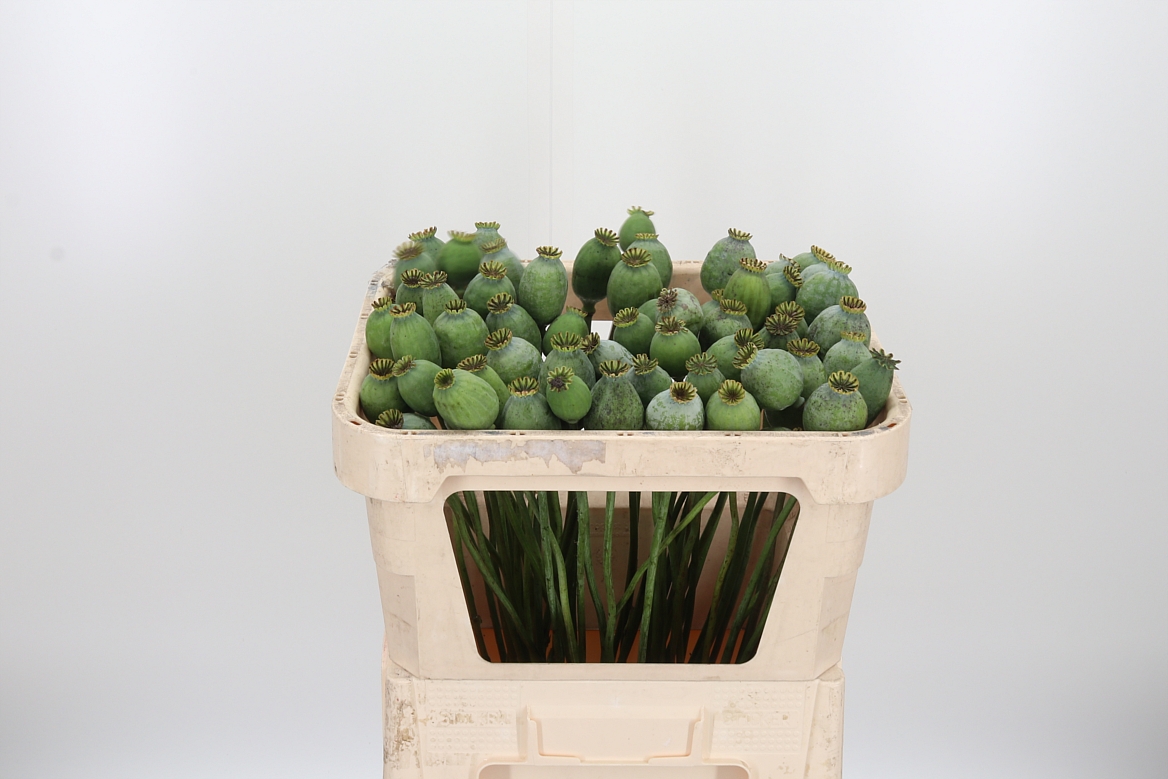Papaver Somniferum Seedbox 65cm