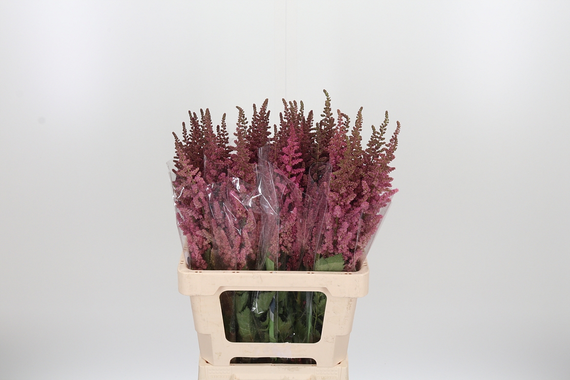 Astilbe Vision In Pink 65cm
