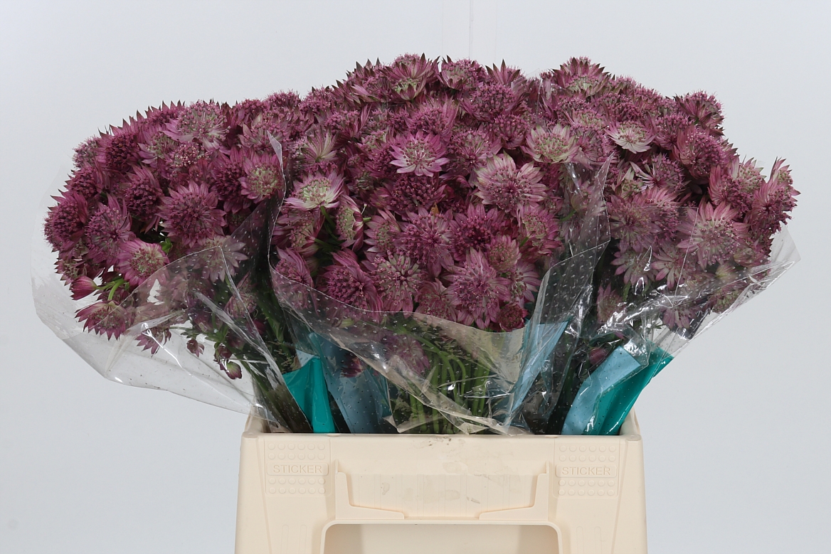 Astrantia Roma 40cm