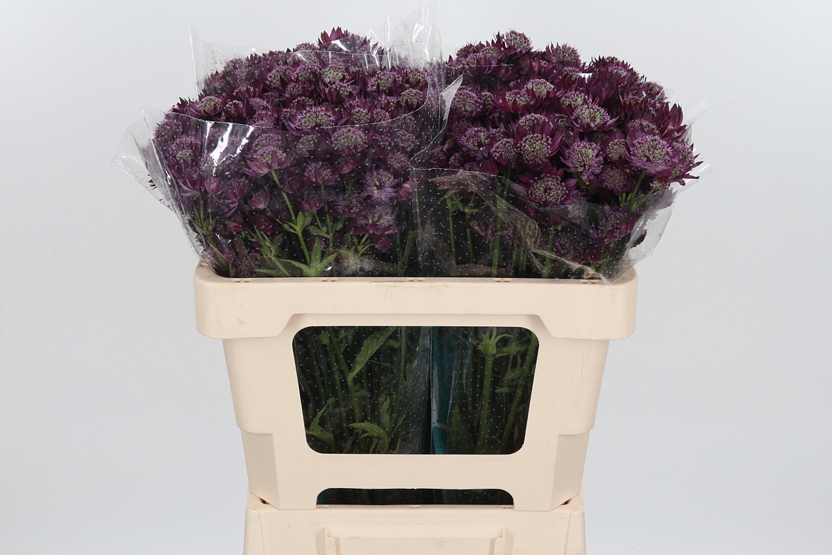 Astrantia Major Star Of Joy 50cm