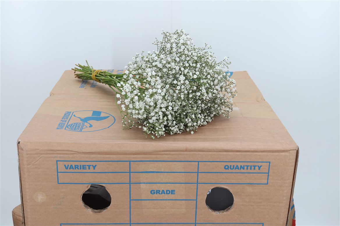 Gypsophila Zinzi Aboa 40cm 5gr.