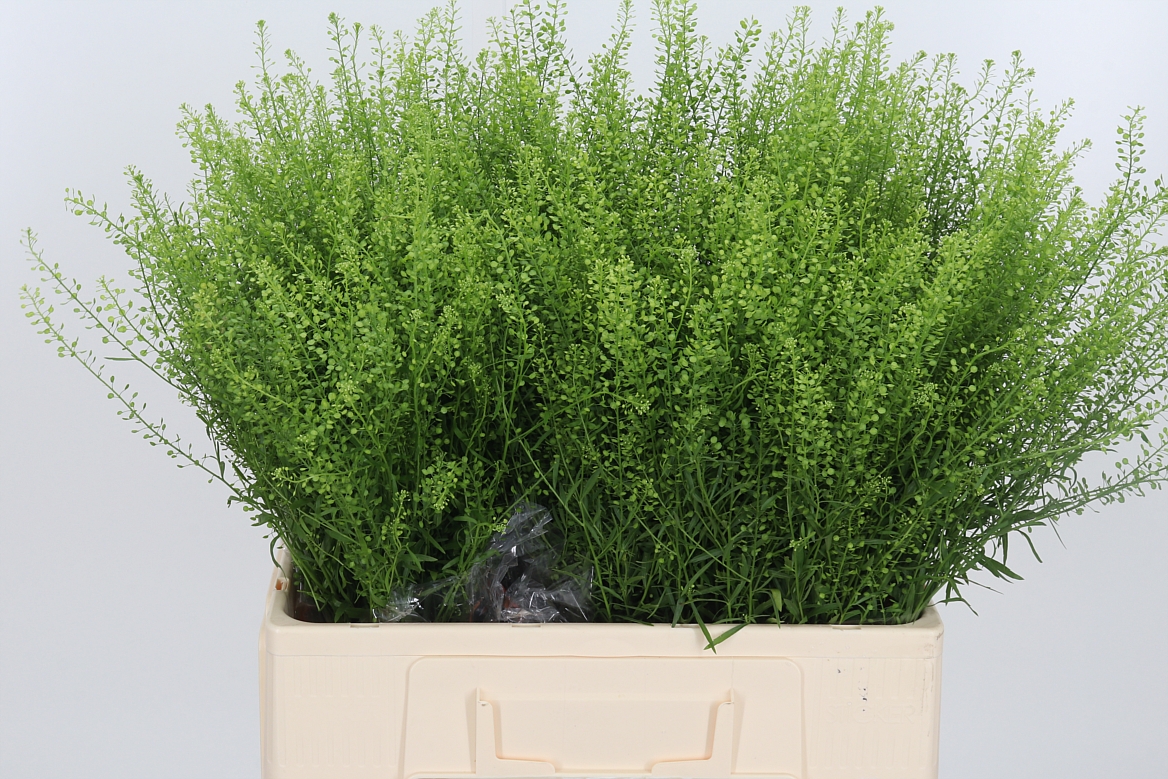 Lepidium Ruderale Green Bell 60cm 10gr.