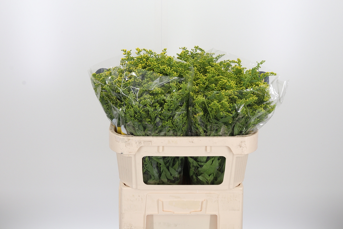 Solidago Carzan Glory 70cm 40gr.