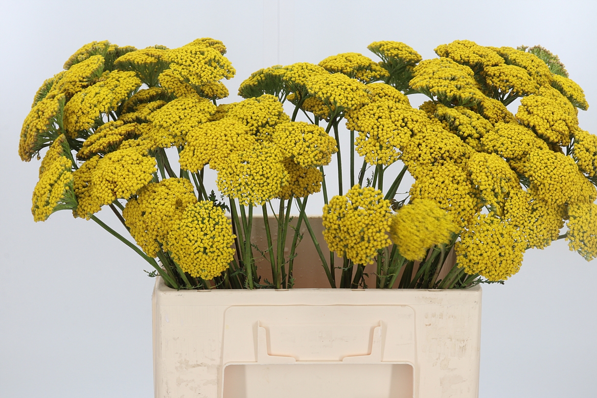 Achillea Filipendulina Parker's Variety 60cm