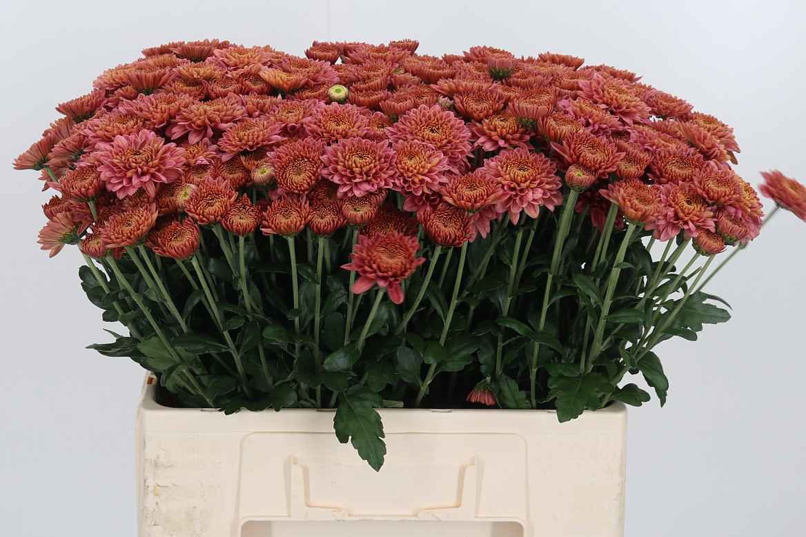 Chrysanth Spray Blenda Salmon 60cm 50gr.
