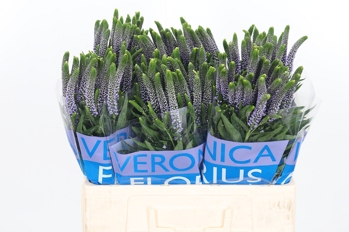 Veronica Smart June 60cm