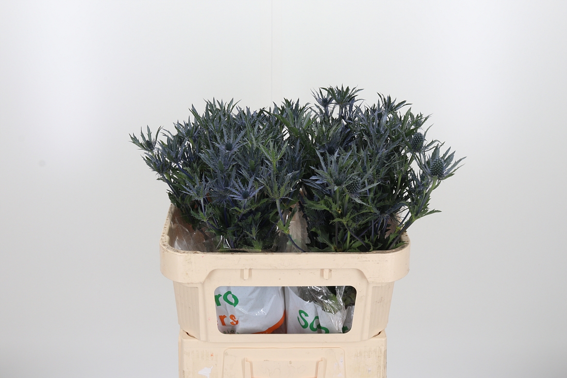 Eryngium Pacific Blue Stripe 70cm