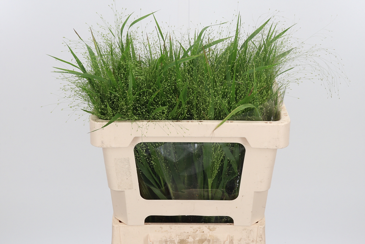 Panicum Fontaine 50cm