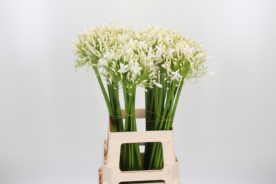 Agapanthus Umbellatus Albus 70cm