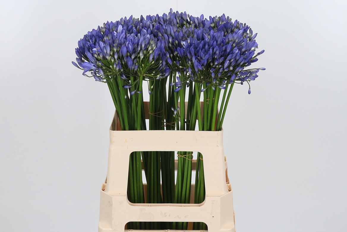 Agapanthus Intermedius 60cm