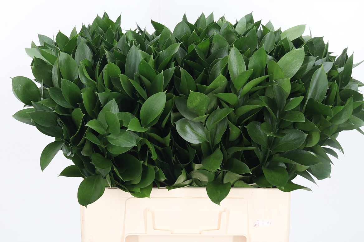 Ruscus Hypophyllum 60cm