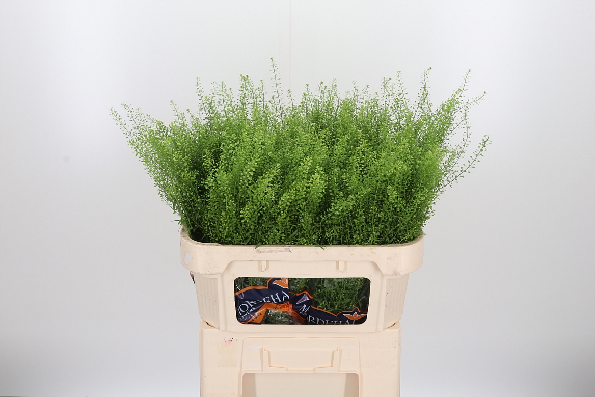 Lepidium Ruderale Green Bell 70cm 15gr.