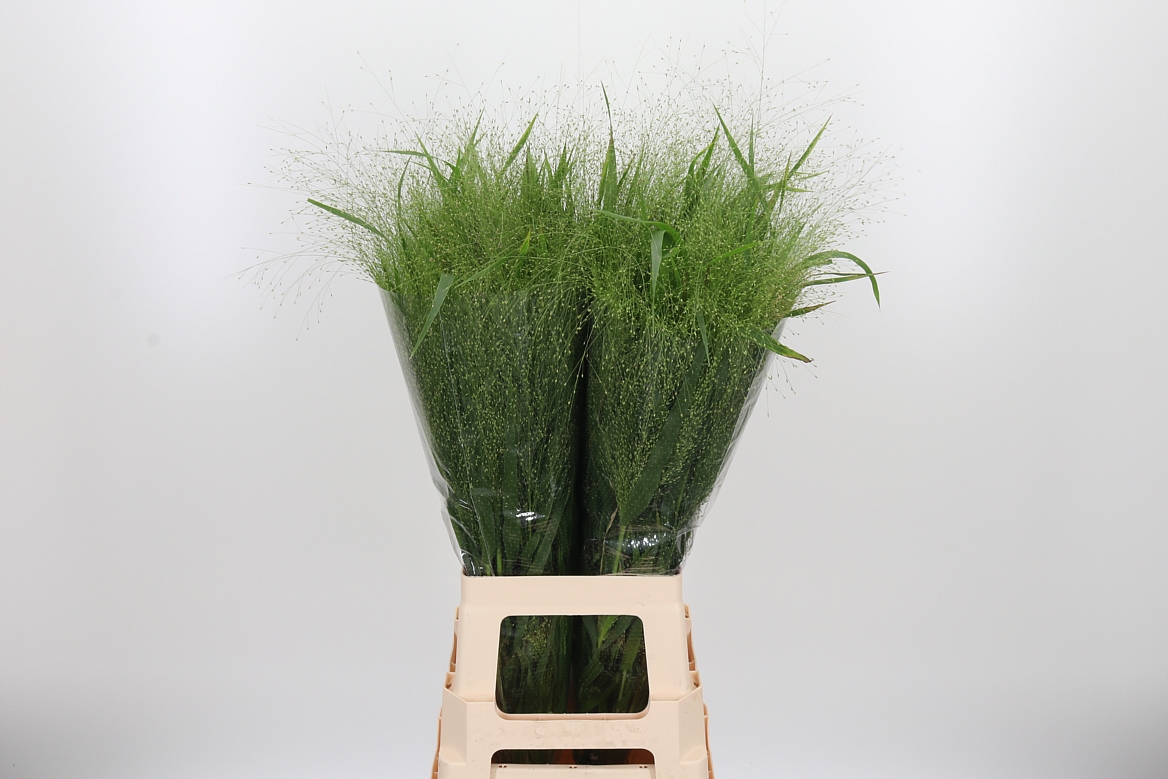 Panicum Fontaine 80cm