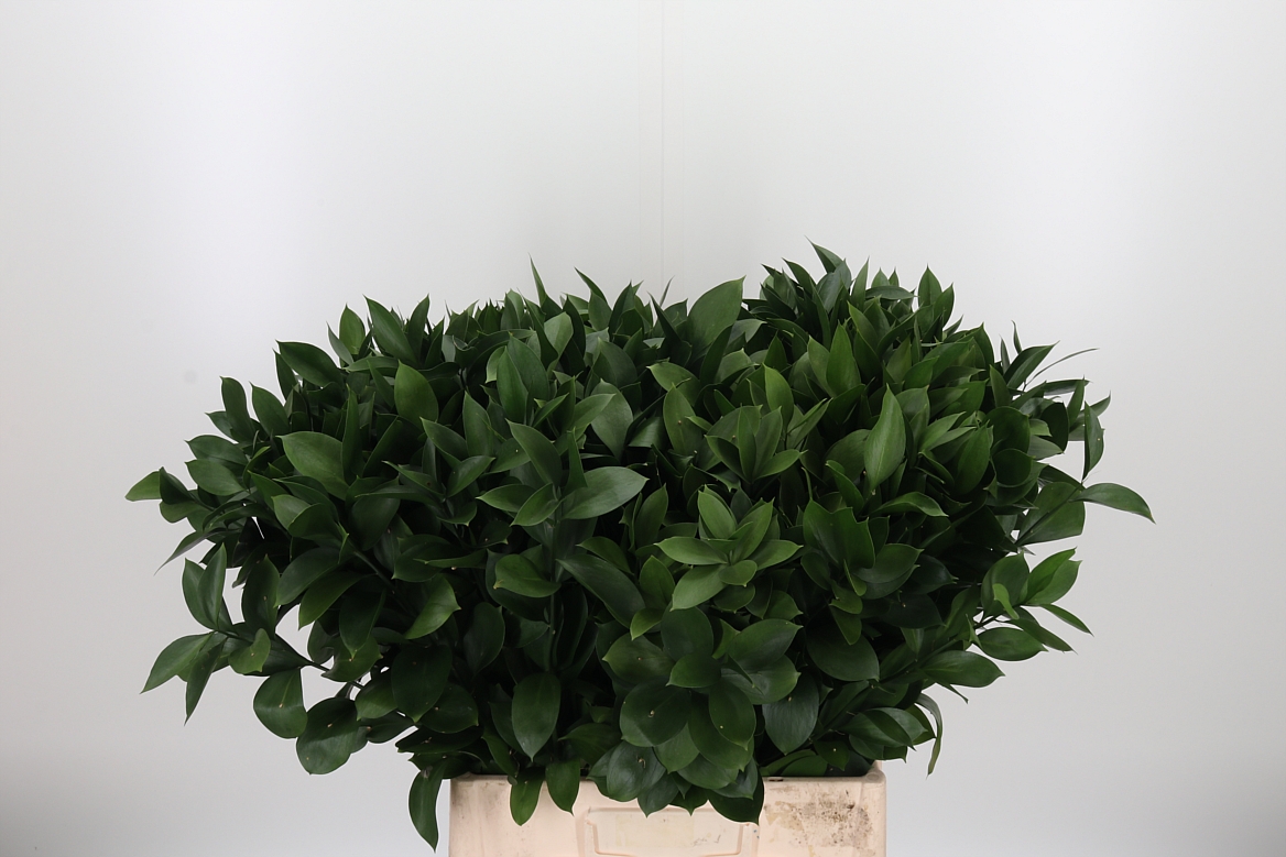 Ruscus Hypophyllum 70cm