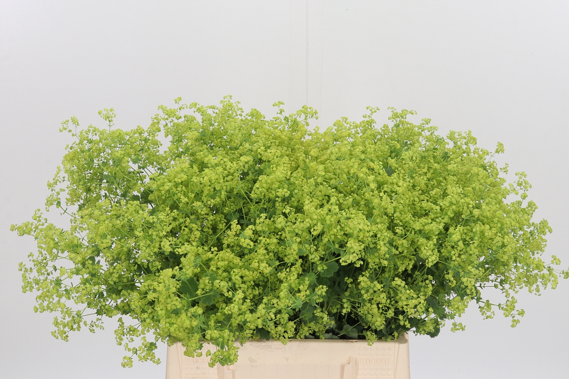 Alchemilla Mollis Robustica 45cm