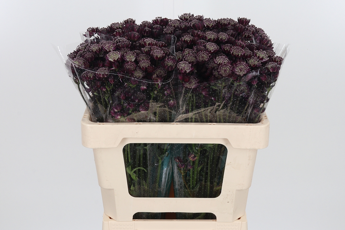 Astrantia Star Of Love 50cm