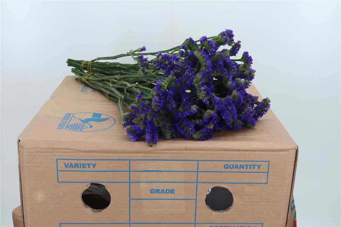 Limonium Sinuatum Crystal Dark Blue 40cm