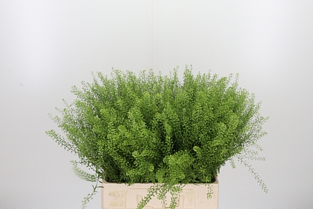Lepidium Green Bell