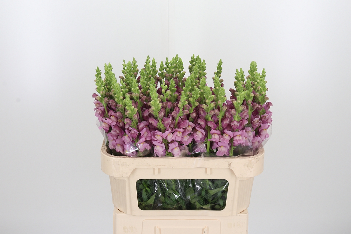 Antirrhinum Potomac Lavender 75cm