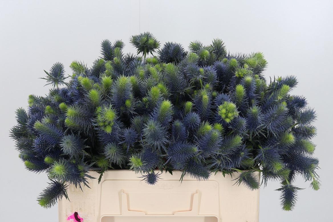 Eryngium Supernova Questar 50cm