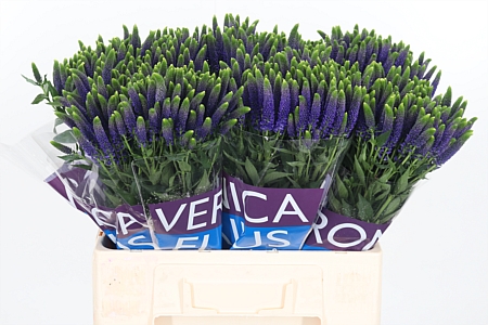Veron Smart Safira Spray