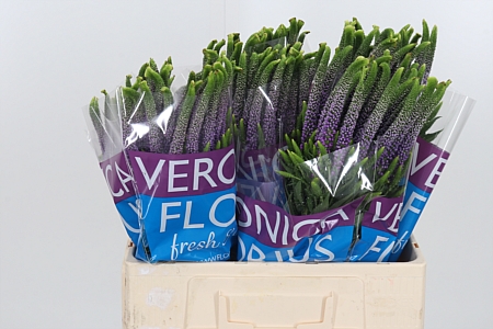 Veron Smart Viola