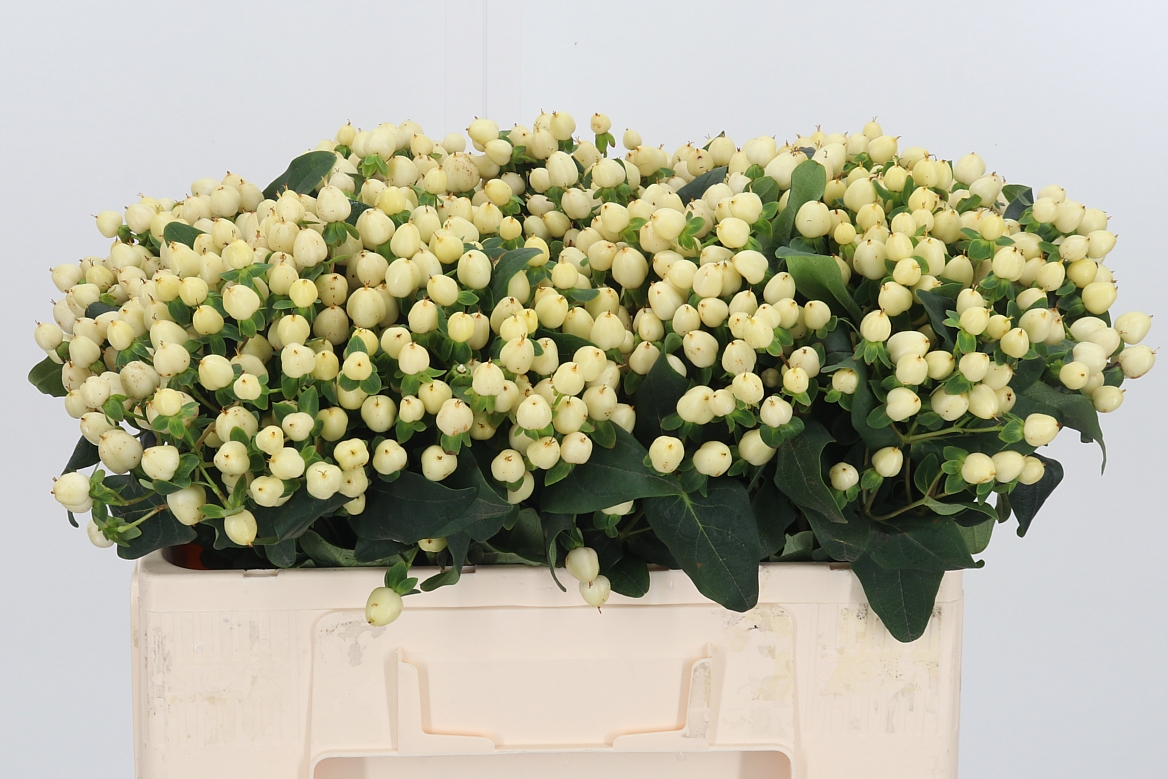 Hypericum Magical Snowprince 50cm