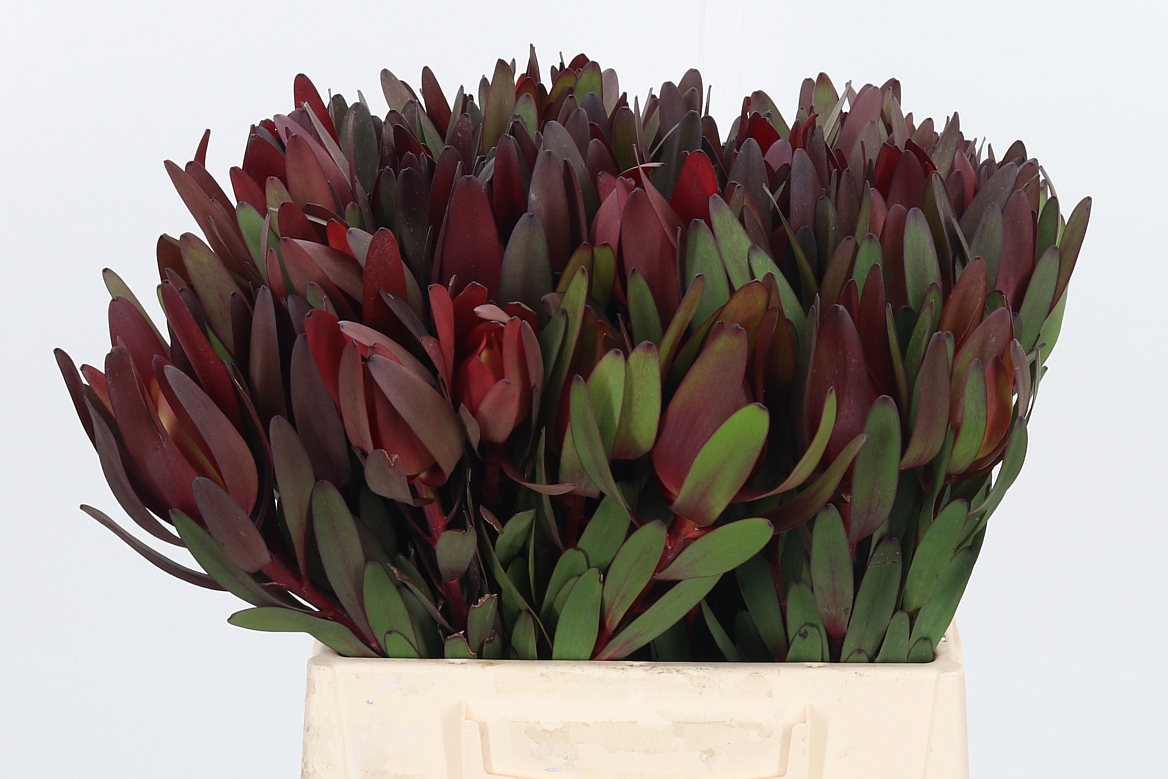 Leucadendron Safari Sunset 40cm