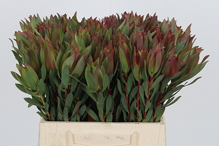 Leucadendron High Light