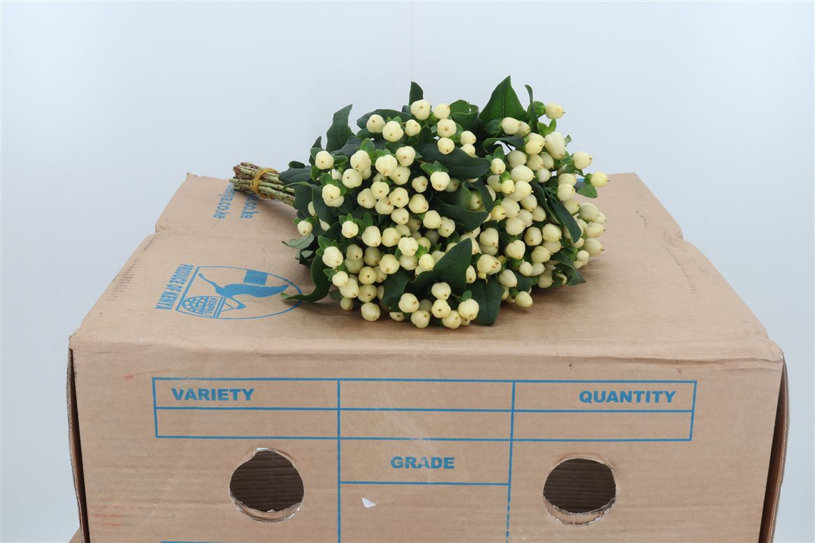Hypericum Magical White Princess 40cm