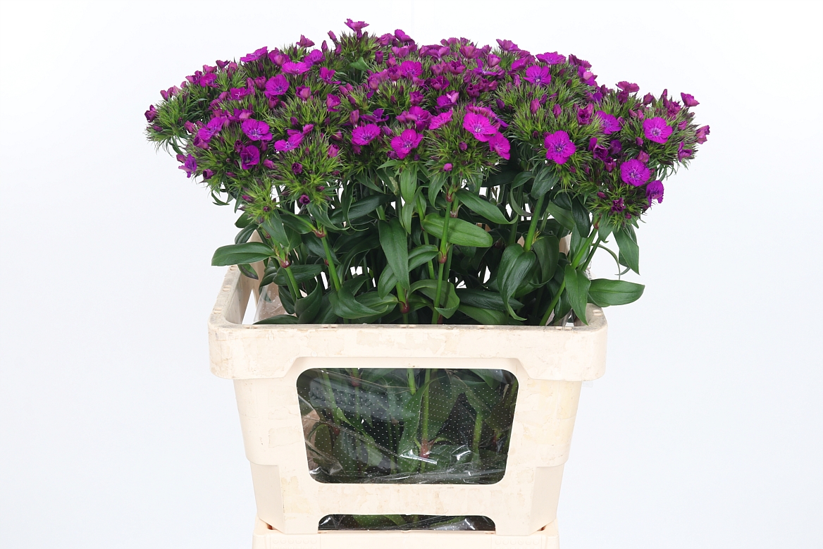 Dianthus Barb Neon Purple 60cm
