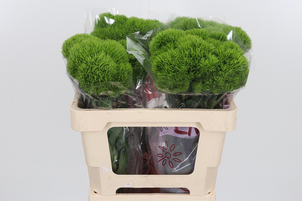 Dianthus Barb Kiwi Mellow 55cm