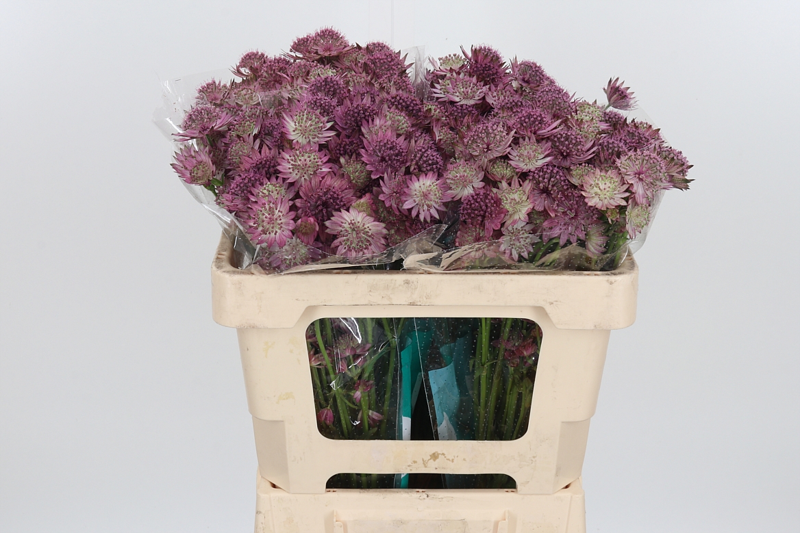 Astrantia Roma 50cm