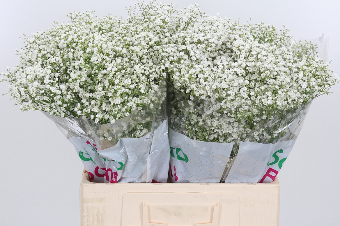 Gypsophila Paniculata Zinzi Discovery 60cm