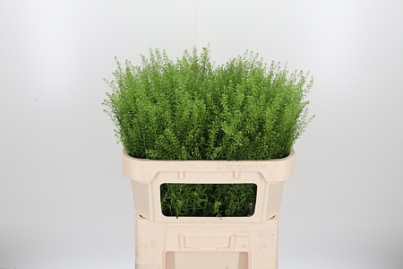 Lepidium Green Bell