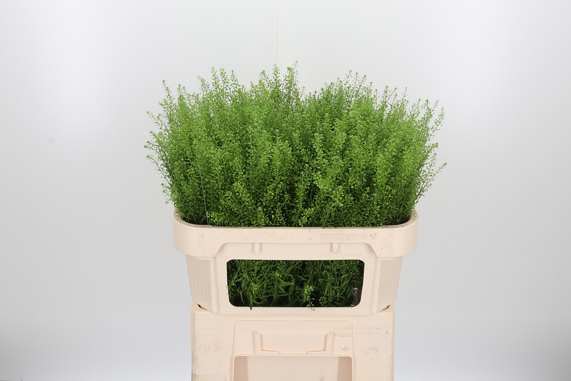 Lepidium Ruderale Green Bell 70cm 20gr.
