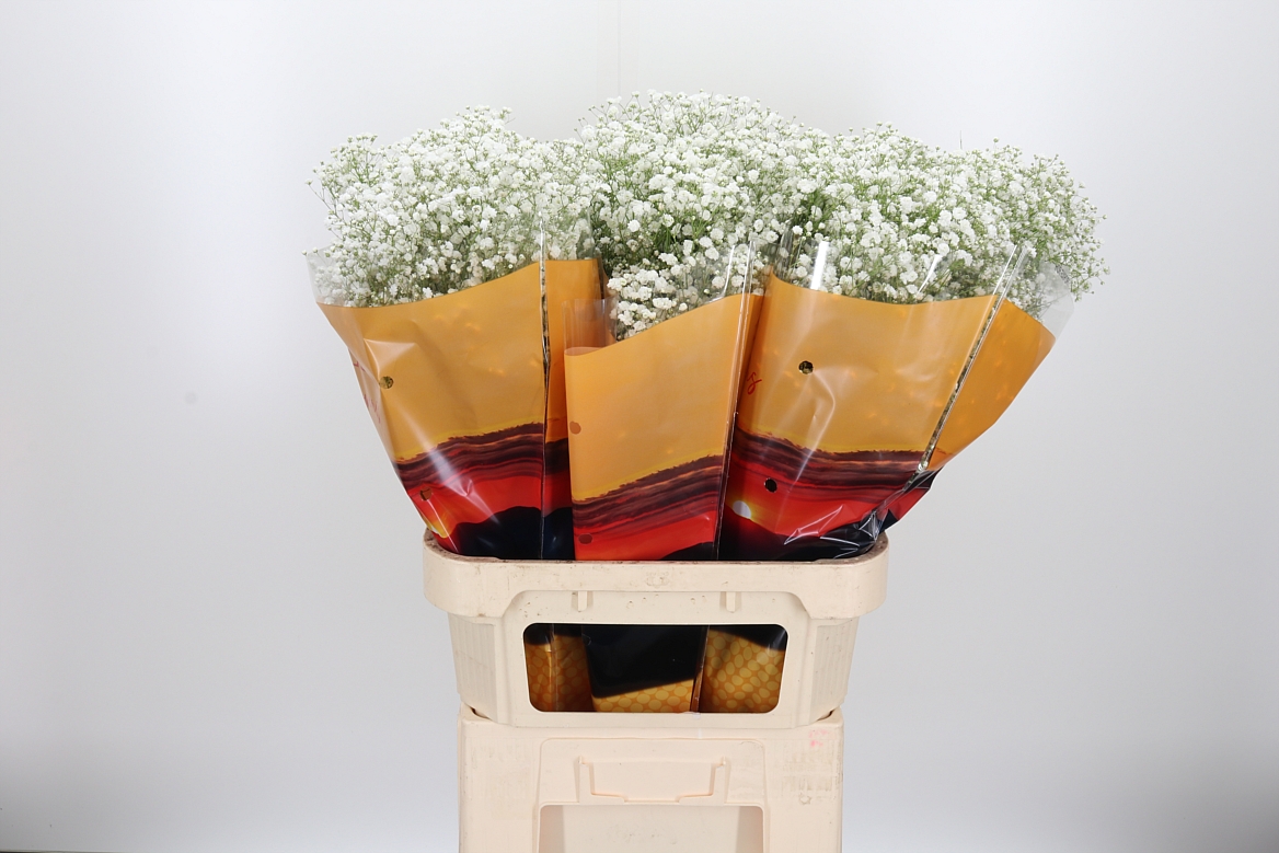 Gypsophila Paniculata Xlence 80cm 25gr.