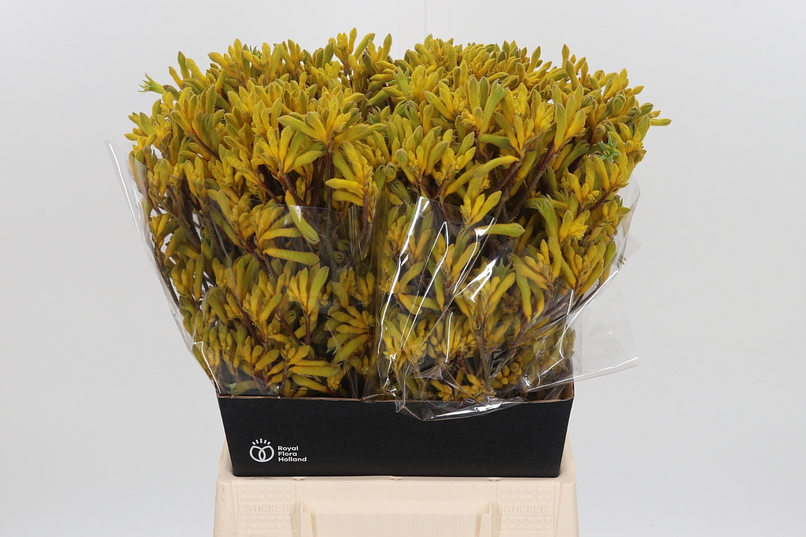 Anigozanthos Yellow Gem 50cm