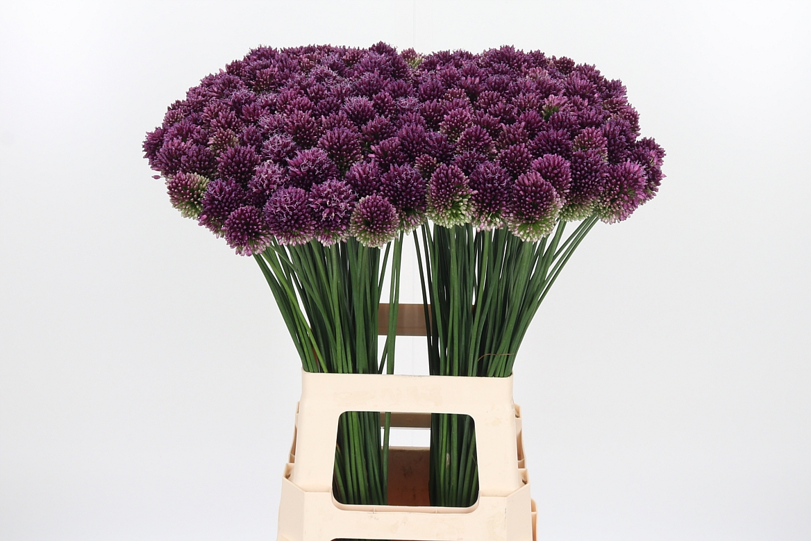 Allium Sphaerocephal 70cm