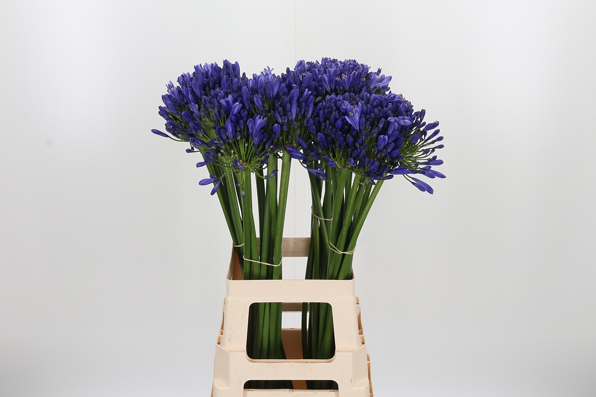 Agapanthus Eyfori Blue 70cm