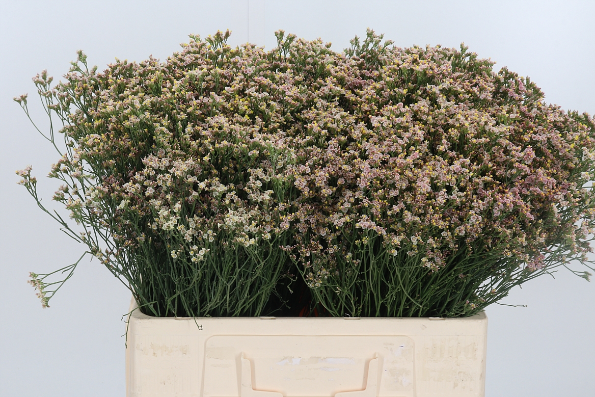 Limonium Sinense Sensy Nectarine 60cm 15gr.