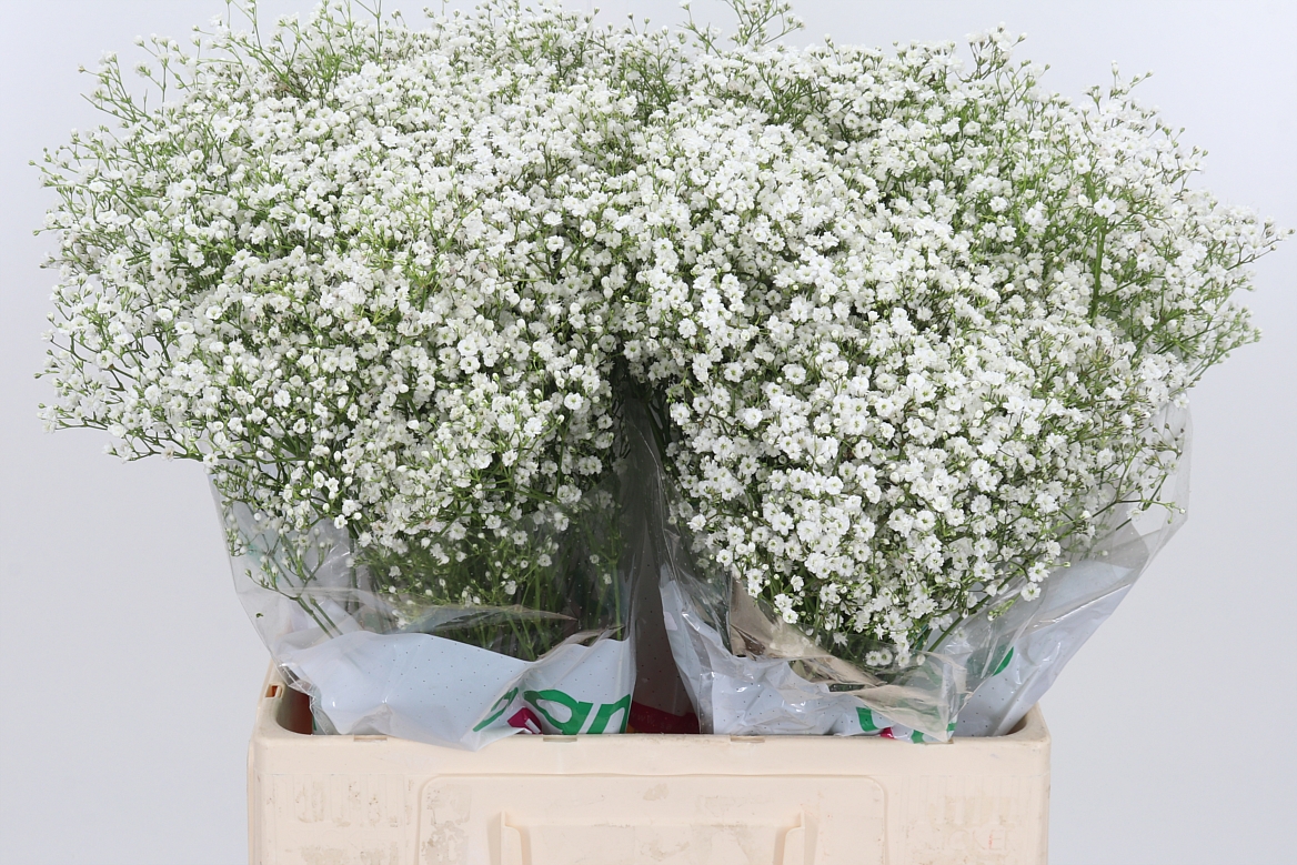 Gypsophila Paniculata Zinzi Discovery 60cm 10gr.