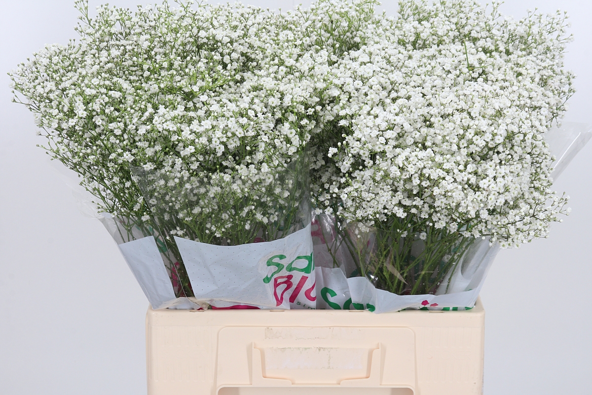 Gypsophila Paniculata Zinzi Discovery 60cm 10gr.